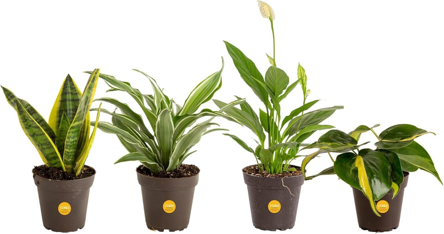 Costa Farms Live Plants (3 Pack), Easy to Grow Real Indoor Houseplants, Air Purifying Plants, Grower's Choice in Home Décor Indoors Plant Pots, New House Gift or Room Décor