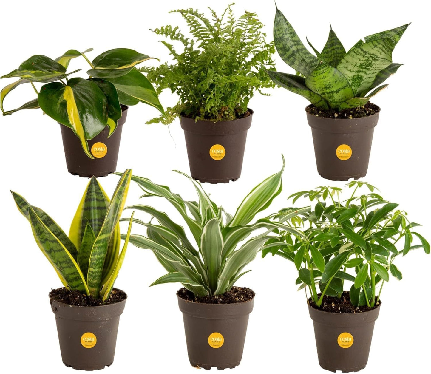 Costa Farms Live Plants (3 Pack), Easy to Grow Real Indoor Houseplants, Air Purifying Plants, Grower's Choice in Home Décor Indoors Plant Pots, New House Gift or Room Décor