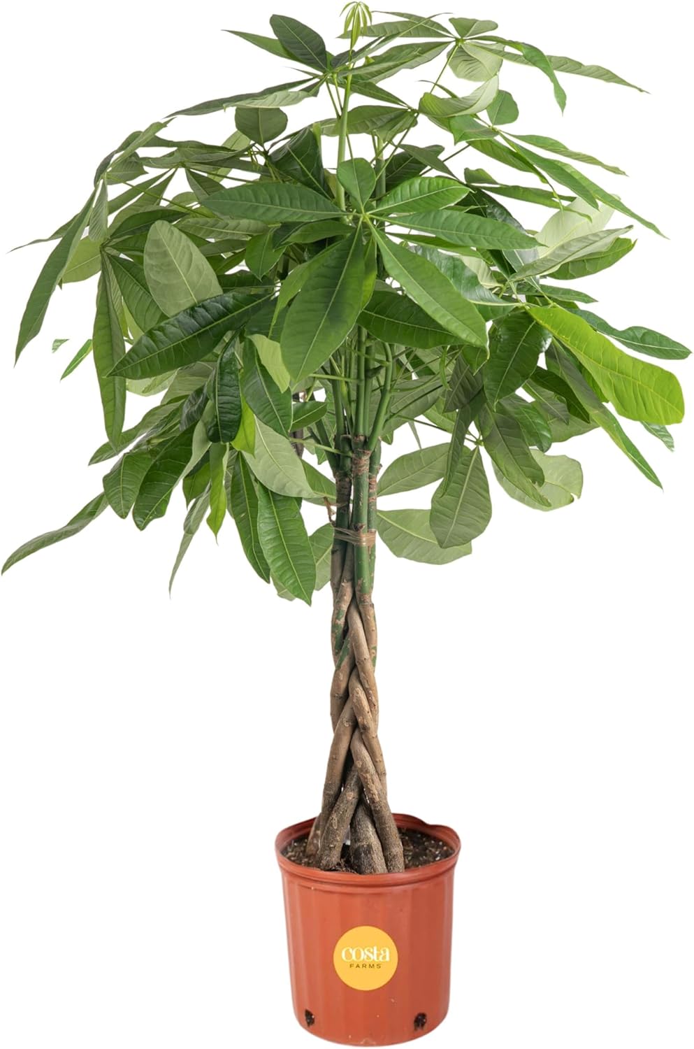 Costa Farms Money Tree Live Plant | 12-16 Inches Tall Bonsai | Easy to Grow Indoor Houseplant in Plant Pot | Home, Office, or Room Decor | Birthday, Housewarming Gift