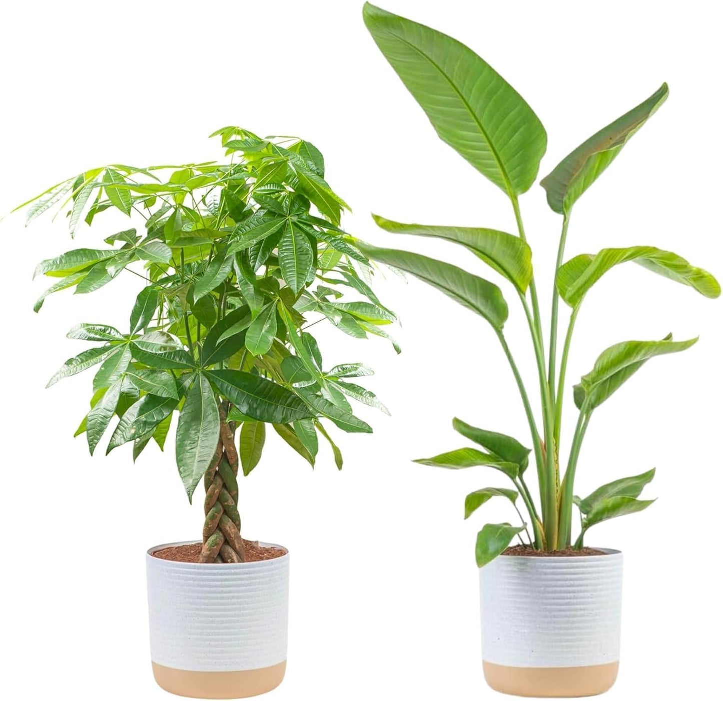 Costa Farms Money Tree Live Plant | 12-16 Inches Tall Bonsai | Easy to Grow Indoor Houseplant in Plant Pot | Home, Office, or Room Decor | Birthday, Housewarming Gift